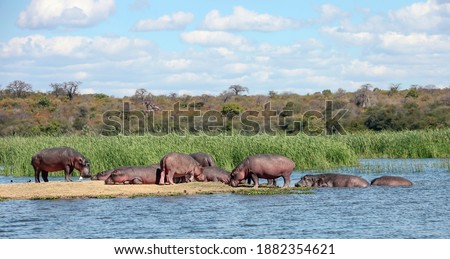 Wild hippos rest on the island and in the water of the Zambezi River. A herd of uneven-aged hippos sunbathe and digest their food on a sandy island. 