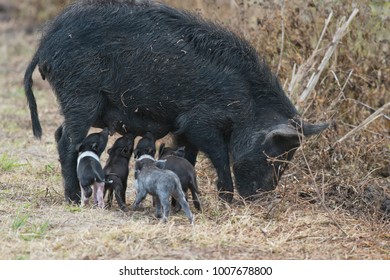 Wild Hog With Cute Piglets In Florida Wetlands