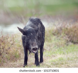 Wild Hog Female In Florida Wetlands