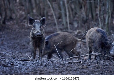 Wild hogs rooting in the mud in the evening