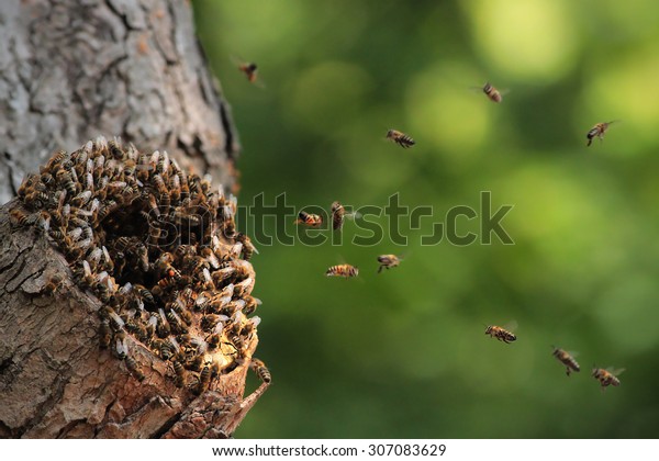 Wild Honey Bees Apis Mellifera Flying Stock Photo (Edit Now) 307083629