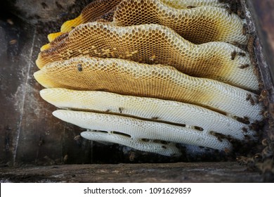Wild honey and honey comb, about to be harvested in Shaanxi Province, northern China.