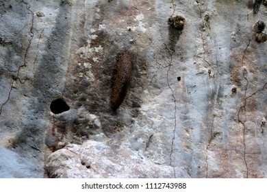 171 Honeycomb limestone rock Images, Stock Photos & Vectors | Shutterstock