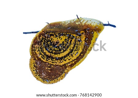 Similar – Image, Stock Photo bootlicker Snail Animal