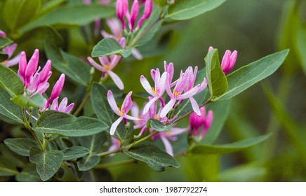 A Wild Honeysuckle In Bloom