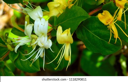 Wild Honeysuckle Blossom