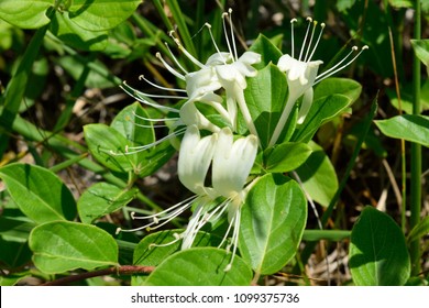 Wild Honeysuckle Closeup