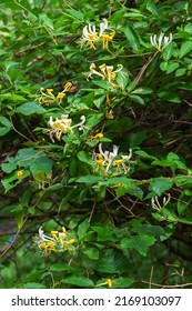 Wild Honeysuckle Growing In A Woodland