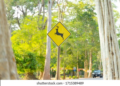 Wild Horns Animals Yellow Sign Near The Road For Safety Wild Life.  