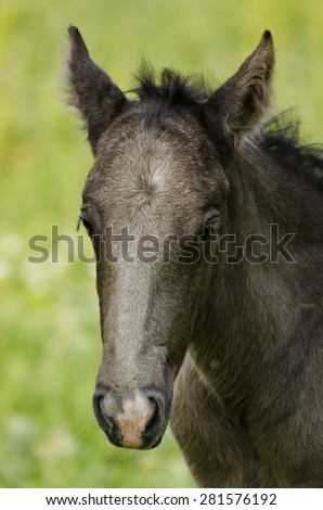 Similar – Foal I Environment Nature