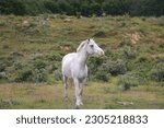 Wild horse in Argentina, Tierra del Fuego.