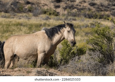 Wild Horse in Autumn in the Wyoming Desert