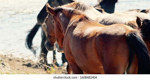 Wild Horse At The Black Hills Wild Horse Sanctuary In South Dakota