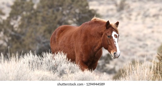 wild Horse Brad Pitt Nevada 