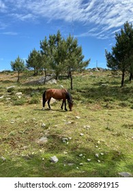 Wild Horse Eating Grass In A Plain Full Of Vegetation And Trees Under A Blue. Free Horse In The Mountain, Viana Do Castelo Municipality, Portugal.