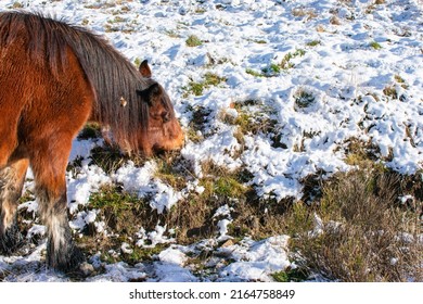 A Wild Horse Eating On The Snowy Hillside