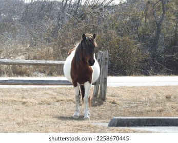 A wild horse enjoying the warmth of the sun, in early spring, on Assateague Island, Worcester County, Maryland. - Shutterstock ID 2258670445