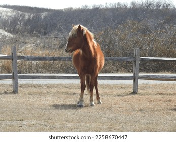 A wild horse enjoying the warmth of the sun, in early spring, on Assateague Island, Worcester County, Maryland. - Shutterstock ID 2258670447