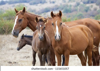 Wild Horse Family