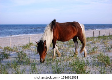 Wild horse feeding on the dune grass, Assateague Island, Worcester County, Maryland.
