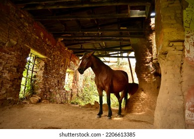 Wild Horse Forest South Africa