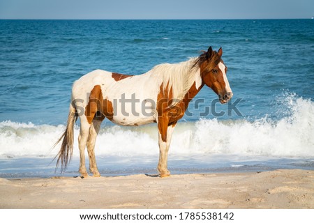 Wild Horse in front of Ocean on Assateague Island