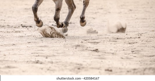 a wild horse galloping across the sand