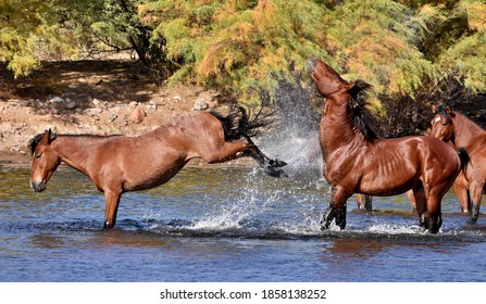A wild horse getting playful with another in the Salt River of Arizona.