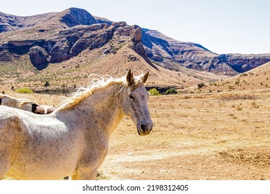 A Wild Horse In Golden Gate Highlands National Park