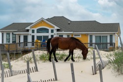 Wild Horse Grazing In Front Of A Beach House In Corolla North Carolina. 