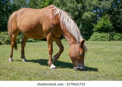 Wild Horse Grazing In Woodland Grassland. Chestnut Brown Horse Close Up Side Portrait. 