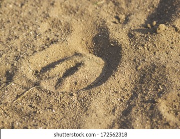 Wild Horse Hoof Imprint 