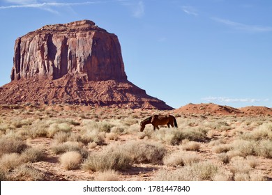 Wild Horse In Monument Valley