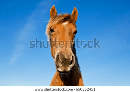 Similar – Image, Stock Photo Curious horse against sky. View from below