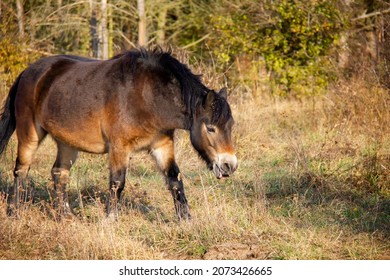 Wild horse in Nature Park Milovice, Czechia. Exmoor pony.