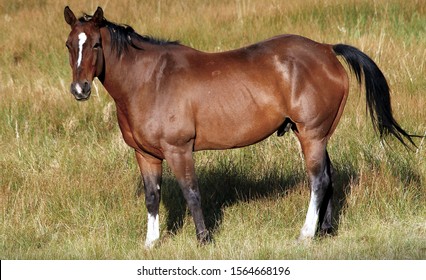 Wild Horse Near Rifle, Colorado