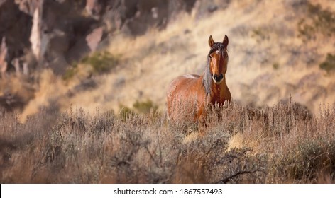 Wild Horse Nevada Desert Sagebrush