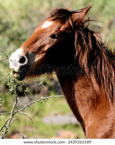 Wild Horse Nibbling from Shrub