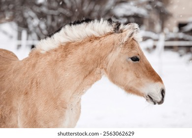 Wild horse on the background of a snowy landscape - Powered by Shutterstock