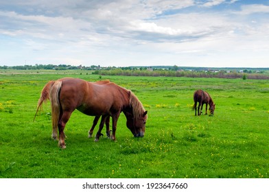 wild horse on a large meadow with beautiful scenery of blue sky and quiet at sunrise - Shutterstock ID 1923647660