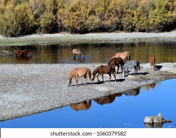 Wild Horse On Salt River AZ