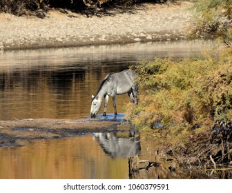 Wild Horse On Salt River AZ