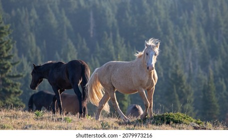 Wild Horse Palomino Stallion posturing and prancing before fighting in the Pryor Mountains Wild Horse Range on the border of Wyoming Montana in the United States - Shutterstock ID 2079973216