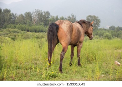 Pissing horse 