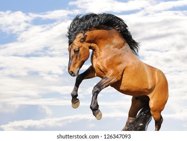 12 614 Horse rear Images Stock Photos Vectors Shutterstock 12 614 Horse rear Images Stock Photos Vectors Shutterstock