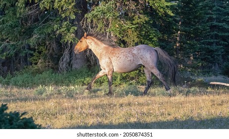 Wild Horse Red Roan Stallion trotting in the Pryor Mountains Wild Horse Range on the Montana Wyoming border in the United States