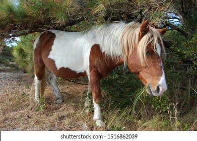 Wild horse roaming the maritime forest, Assateague Island, Worcester County, Maryland.