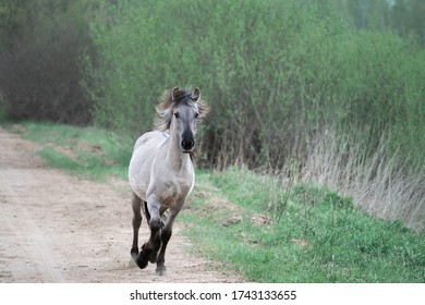 Wild Horse Running Along Road In The Rain