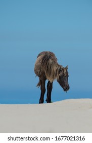Wild Horse Of Sable Island