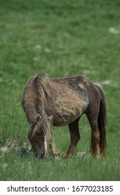 Wild Horse Of Sable Island